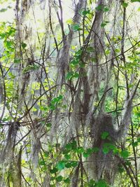 Low angle view of trees in forest