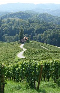 Scenic view of agricultural field