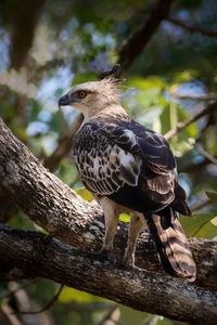 Close-up of bird perching on branch