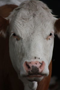 Close-up portrait of cow