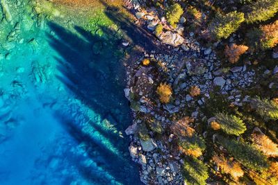 View of fish swimming in sea