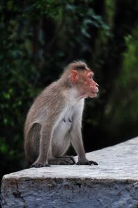 Side view of ape sitting outdoors