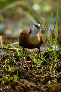 Close-up of bird perching on field