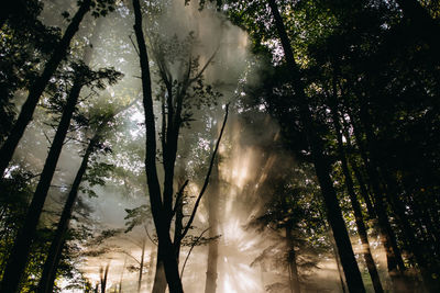 Low angle view of sunlight streaming through trees in forest