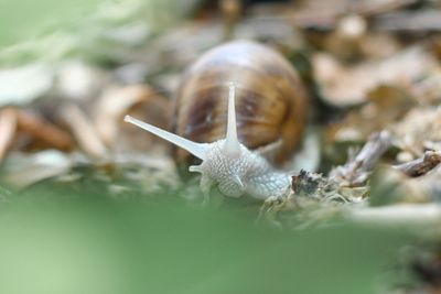 Close-up of snail