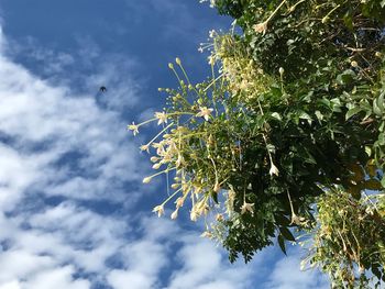 Low angle view of butterfly on tree against sky