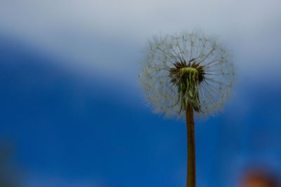 Close-up of dandelion against blue sky