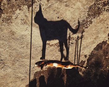 Cat standing on shadow