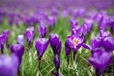 Close-up of purple crocus flowers on field