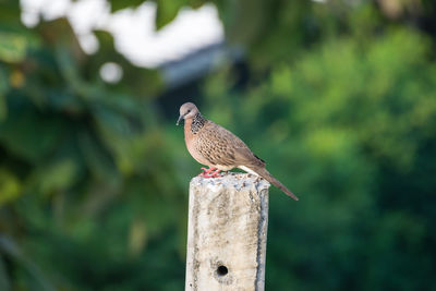 Close-up of bird perching on wooden post