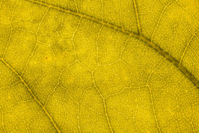 Macro shot of yellow leaf