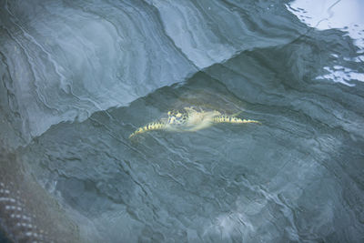 Fish swimming in sea