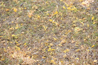 Full frame shot of dry plants on field