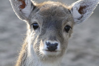 Close-up portrait of deer