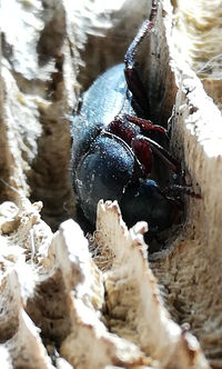 High angle view of birds in water