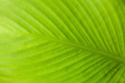 Full frame shot of palm leaf