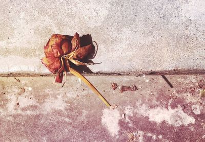 Close-up high angle view of flower