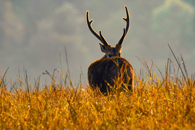 Deer in a field