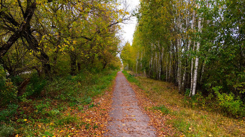 Road amidst trees in forest during autumn