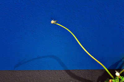 Close-up of plant against blue wall