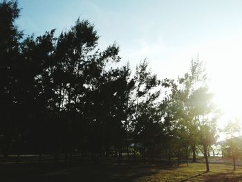 Trees on field