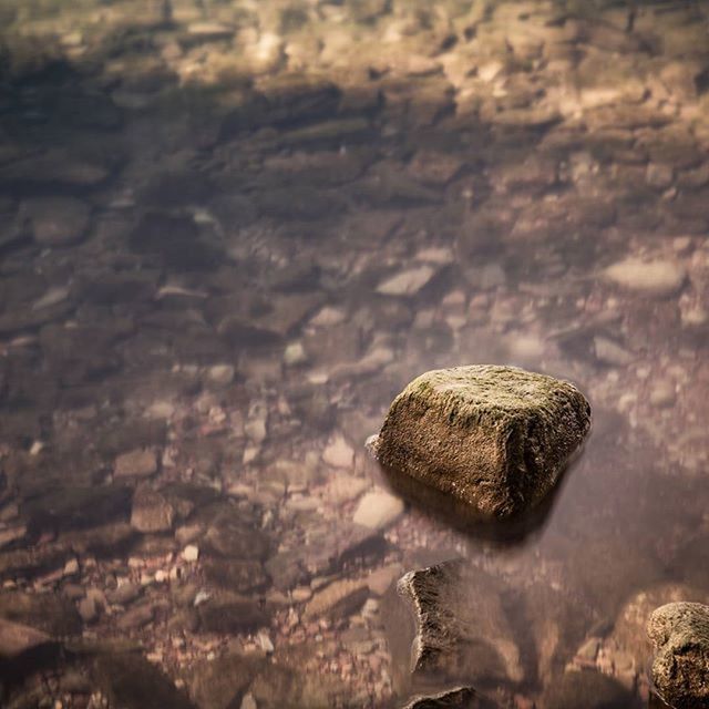 animal themes, one animal, animals in the wild, wildlife, water, rock - object, nature, reptile, close-up, outdoors, rock, beauty in nature, sea, day, beach, animal shell, high angle view, no people, stone - object, shore