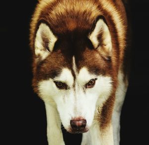 Close-up of animal over white background