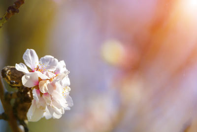 Close-up of white cherry blossom