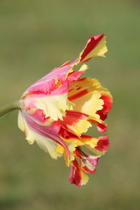 Close-up of pink rose flower