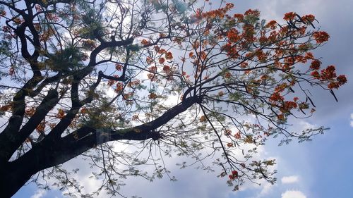 Low angle view of cherry blossoms against sky