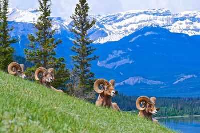 Big horn sheep on field against mountains