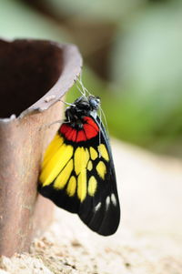 Close-up of butterfly on flower