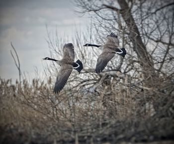 Geese flight in winter 