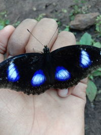 Close-up of butterfly on hand