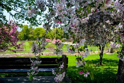 Flowers growing in park