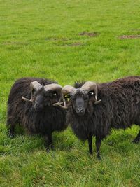 Portrait of sheep on grassy field