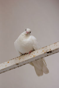 Close-up of bird perching on a branch