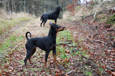 Black dog standing on field