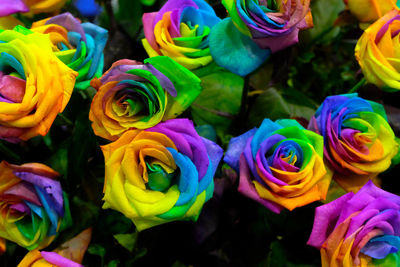 Full frame shot of colorful flowers