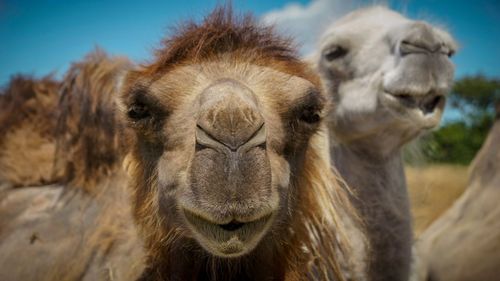 Close-up portrait of a camel 