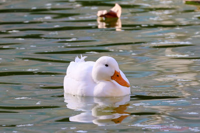 Close-up of duck swimming in lake