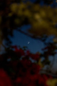 Close-up of trees and new moon