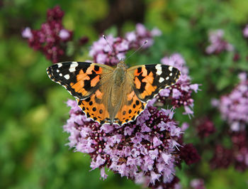 Close-up of butterfly pollinating on purple flower