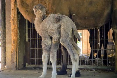 Sheep standing in a horse