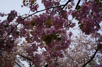 Low angle view of cherry blossoms