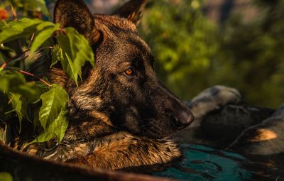 Close-up of a dog resting