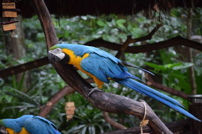 Blue bird perching on branch