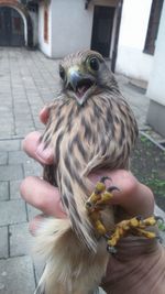 Close-up of a bird perching on hand