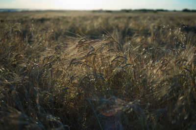 View of wheat field