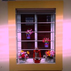 Potted plants on window of building